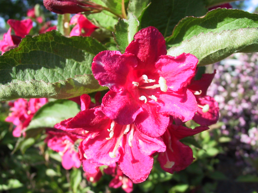 Weigela Lucifer.jpg